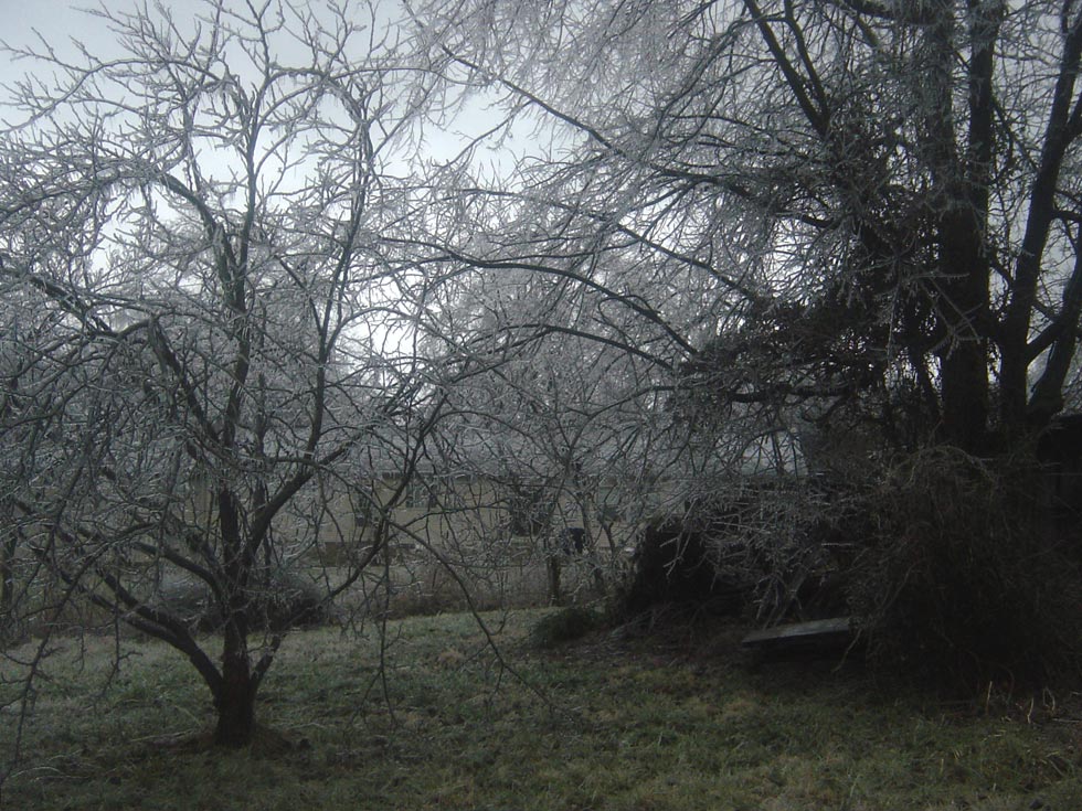 Frozen Backyard
