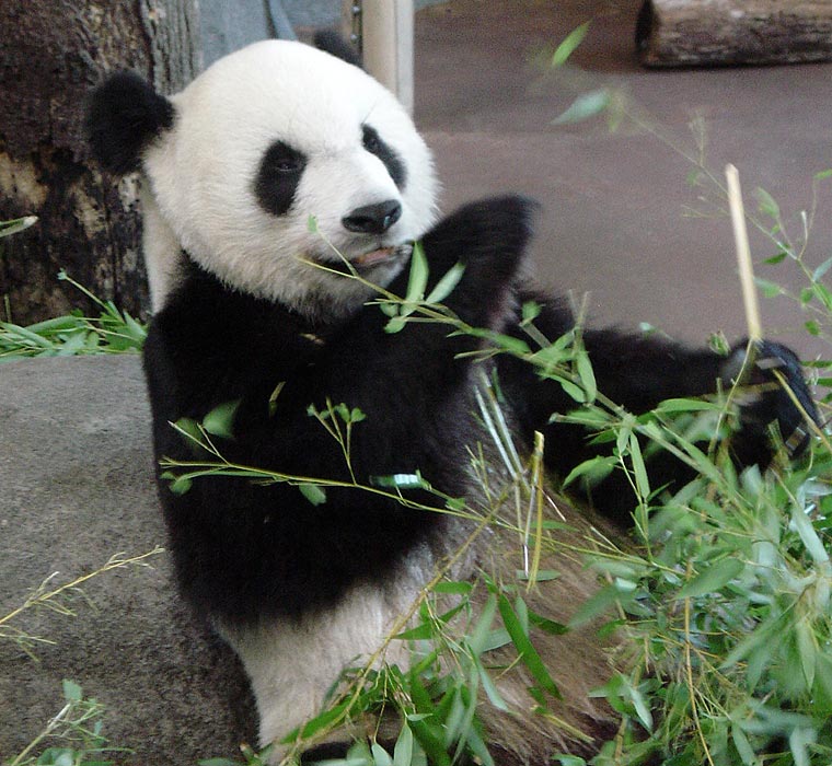 Giant Panda