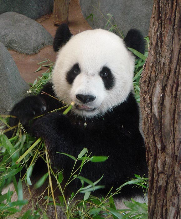 Panda Food