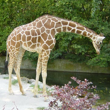 Giraffe