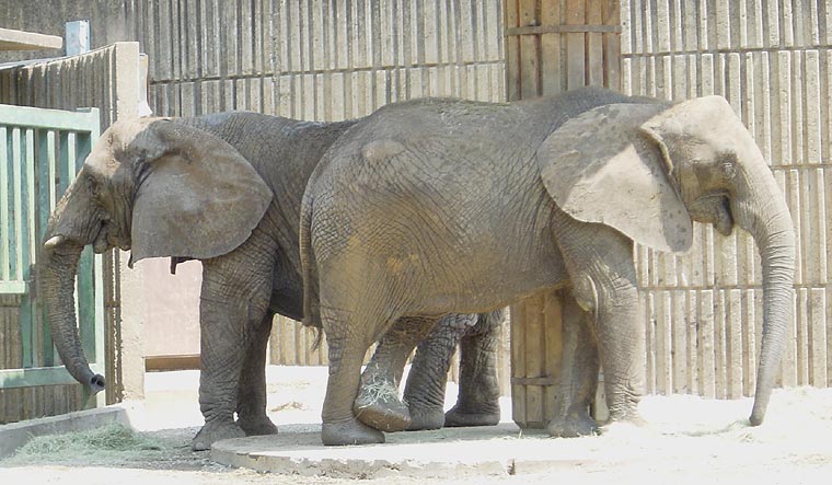 Elephants