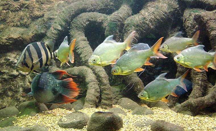 Fish