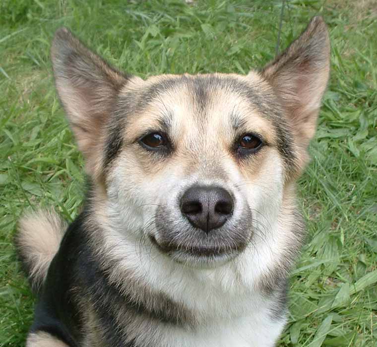 4/29/06-- Trish's Dog Daisy (photo by Chad Wood)